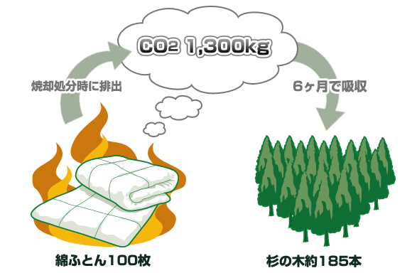 綿ふとん100枚焼却処分時に排出Co2 1,300kg　杉の木185本6年間で吸収